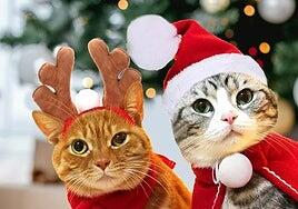 Las mascotas tienen su mesa navideña