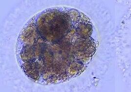 Logran producir por primera vez embriones de lince ibérico en laboratorio