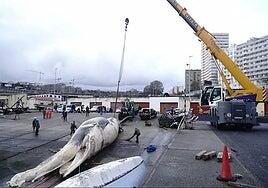 Espectacular operativo para retirar una ballena de 25 metros varada en A Coruña