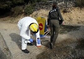 Guardia Civil y Mossos registran el laboratorio de Barcelona sospechoso del origen del brote de la peste porcina africana