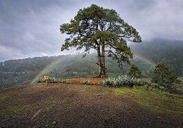 El arcoíris visita al Pino Bonito de la presa de Las Niñas