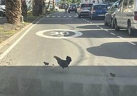 El Salto del Negro se harta de los gallos: «No nos dejan dormir, es una plaga»