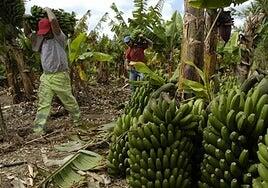 Canarias abona 141 millones a cuenta del Posei al plátano
