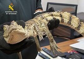 Identificados dos hombres que liberaron un caimán yacaré en el pantano de Almansa