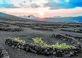 342 ayudas del Cabildo para viñedos en hoyo