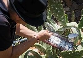 La cochinilla de Ingenio se sube otra vez al podio