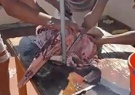 Condenado por la muerte de un tiburón angelote