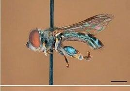 La singularidad biológica de Canarias sale a flote: hallan una nueva especie de mosca endémica, exclusiva de La Palma