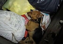 Un perro, abandonado en un contenedor de basura en el sur de Gran Canaria