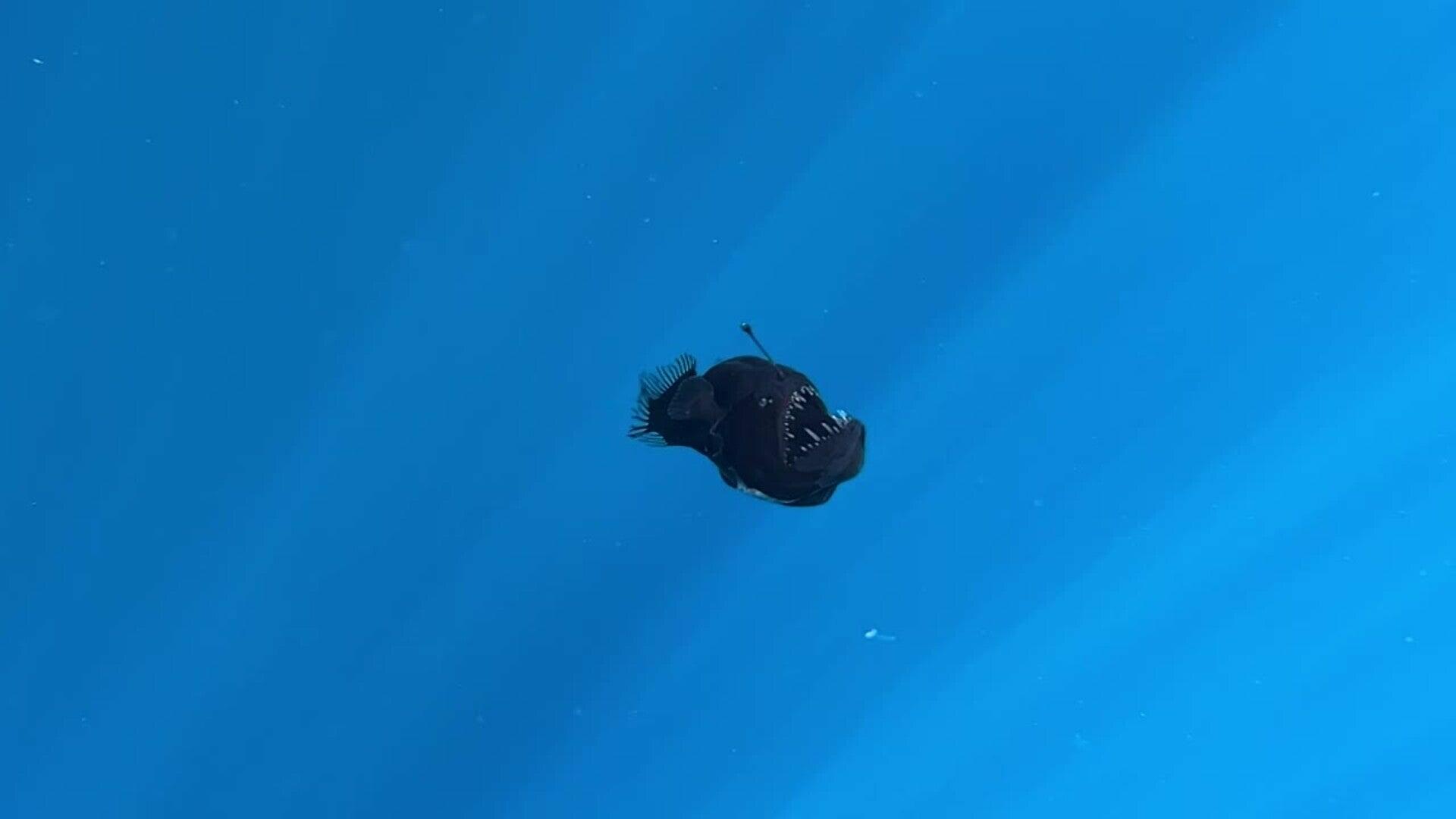 El diablo negro se deja grabar por primera vez en la costa de Tenerife