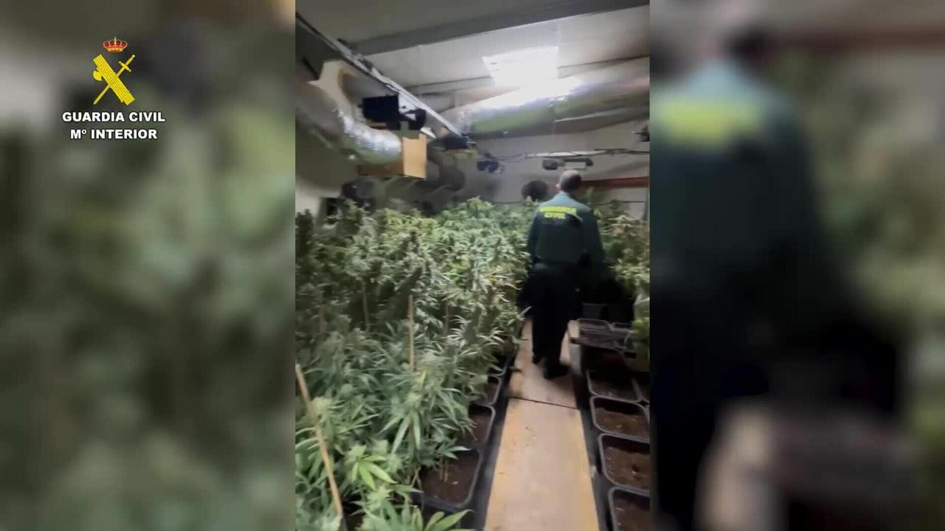 Desmantelan una plantación de marihuana en una nave en Villamartín (Cádiz)
