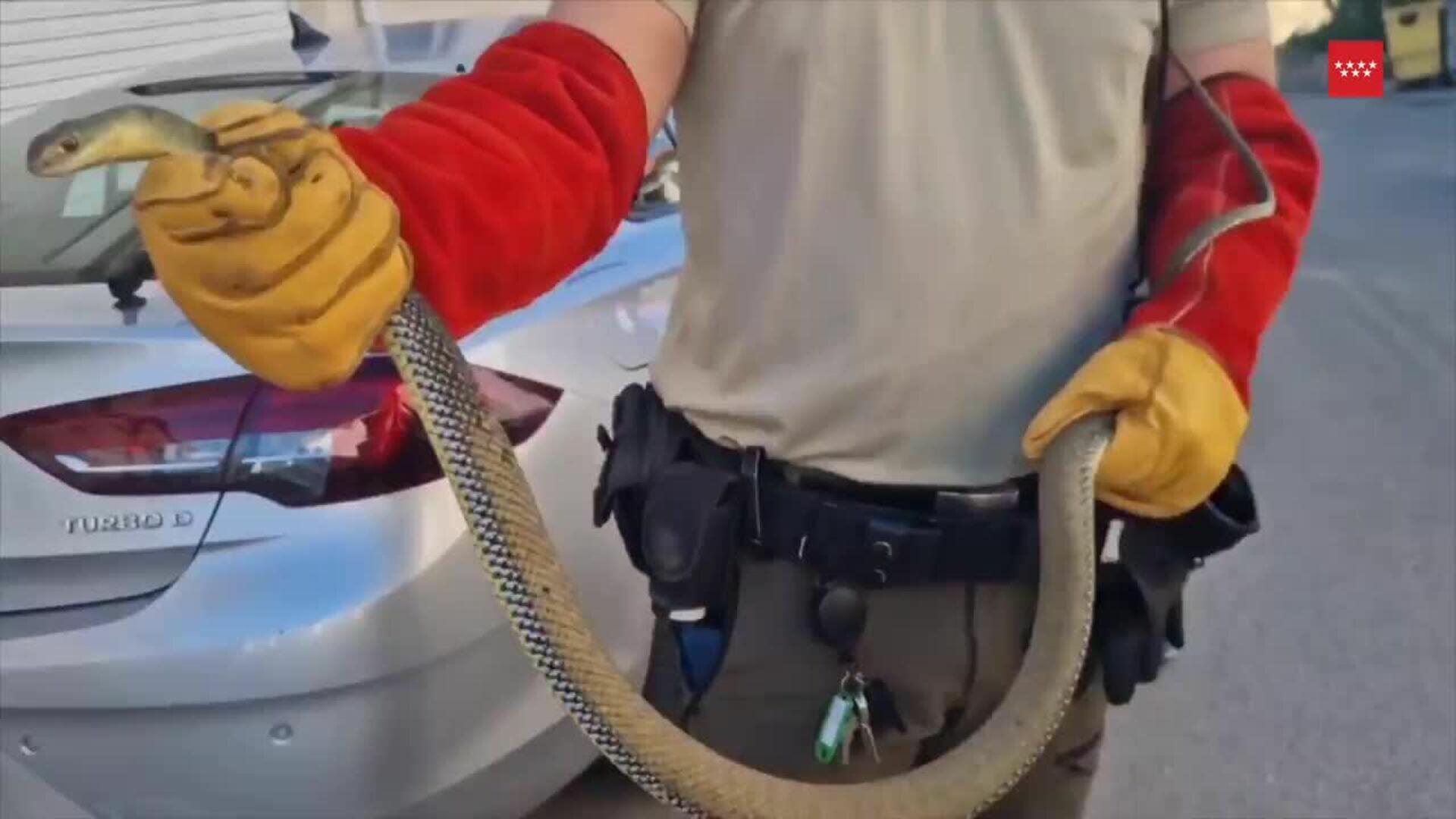 Agentes forestales rescatan a una culebra escondida en el motor de un coche