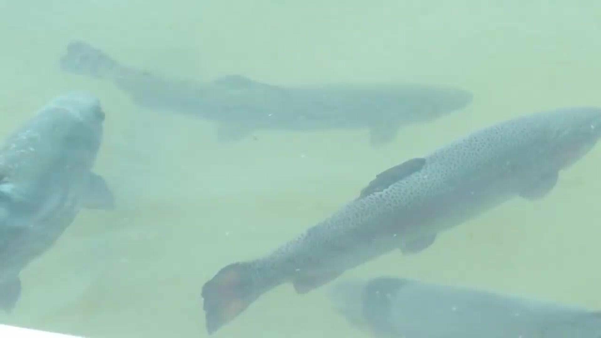 La acuicultura continental, una apuesta para revitalizar el desarrollo rural en La Rioja