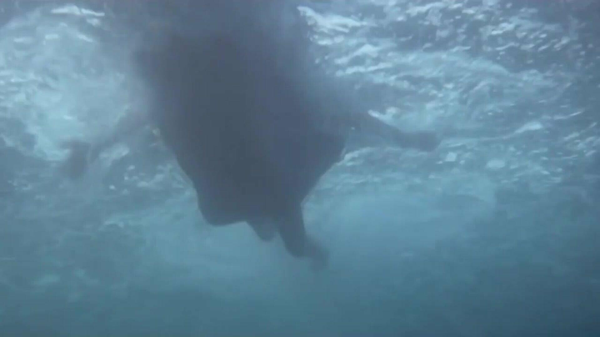 Tiburón, el clásico de Steven Spielberg, cumple 50 años