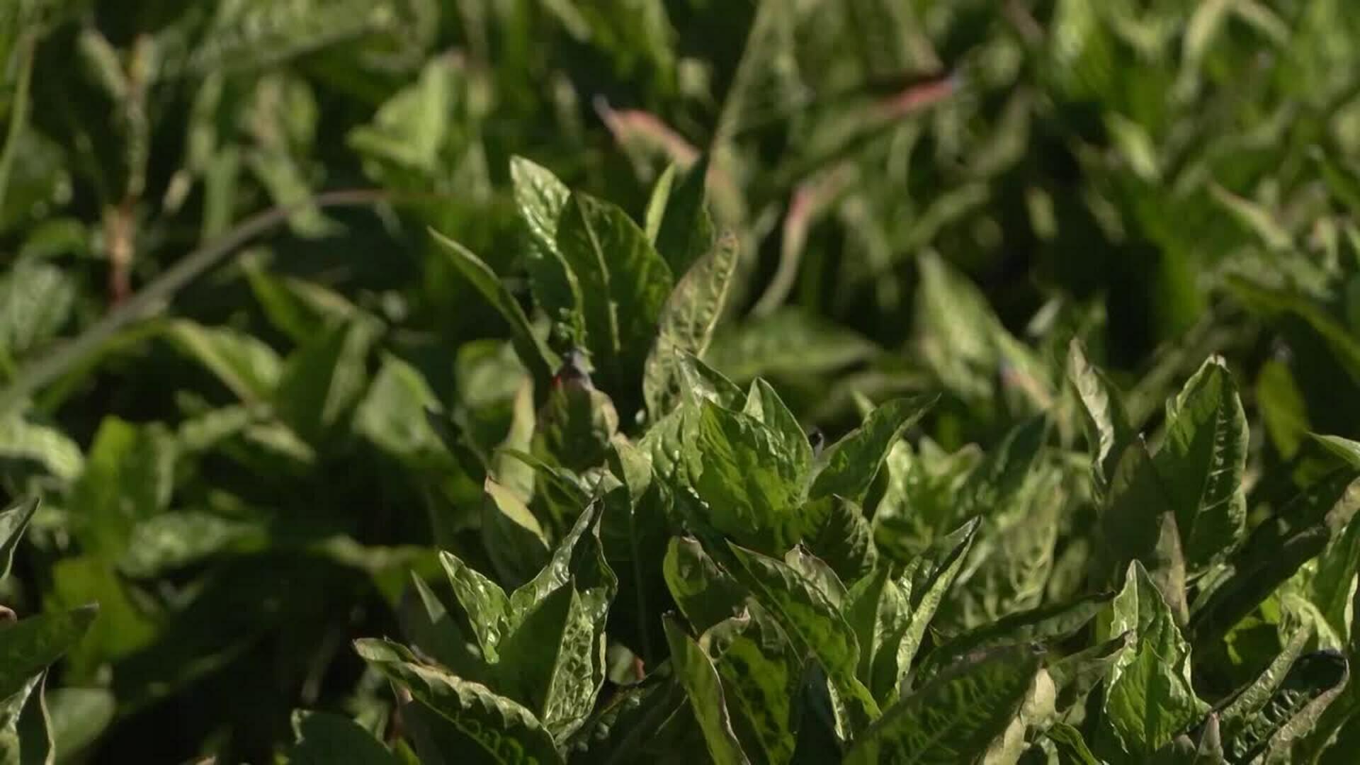 Emprendedores transforman índigo natural en pigmento azul para textil en el norte de Cáceres