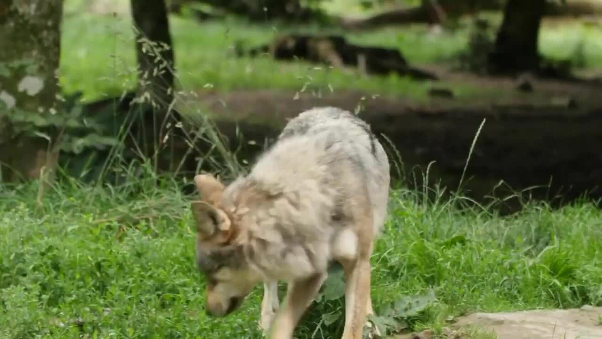 Los lobos aumentan un 58 por ciento en Europa en solo una década