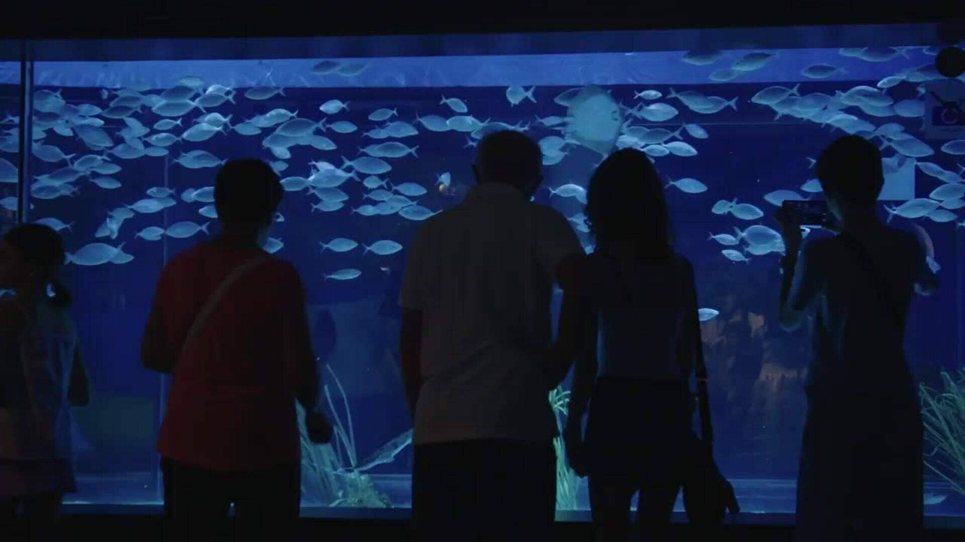 L’Aquàrium de Barcelona celebra con el público su 30 aniversario