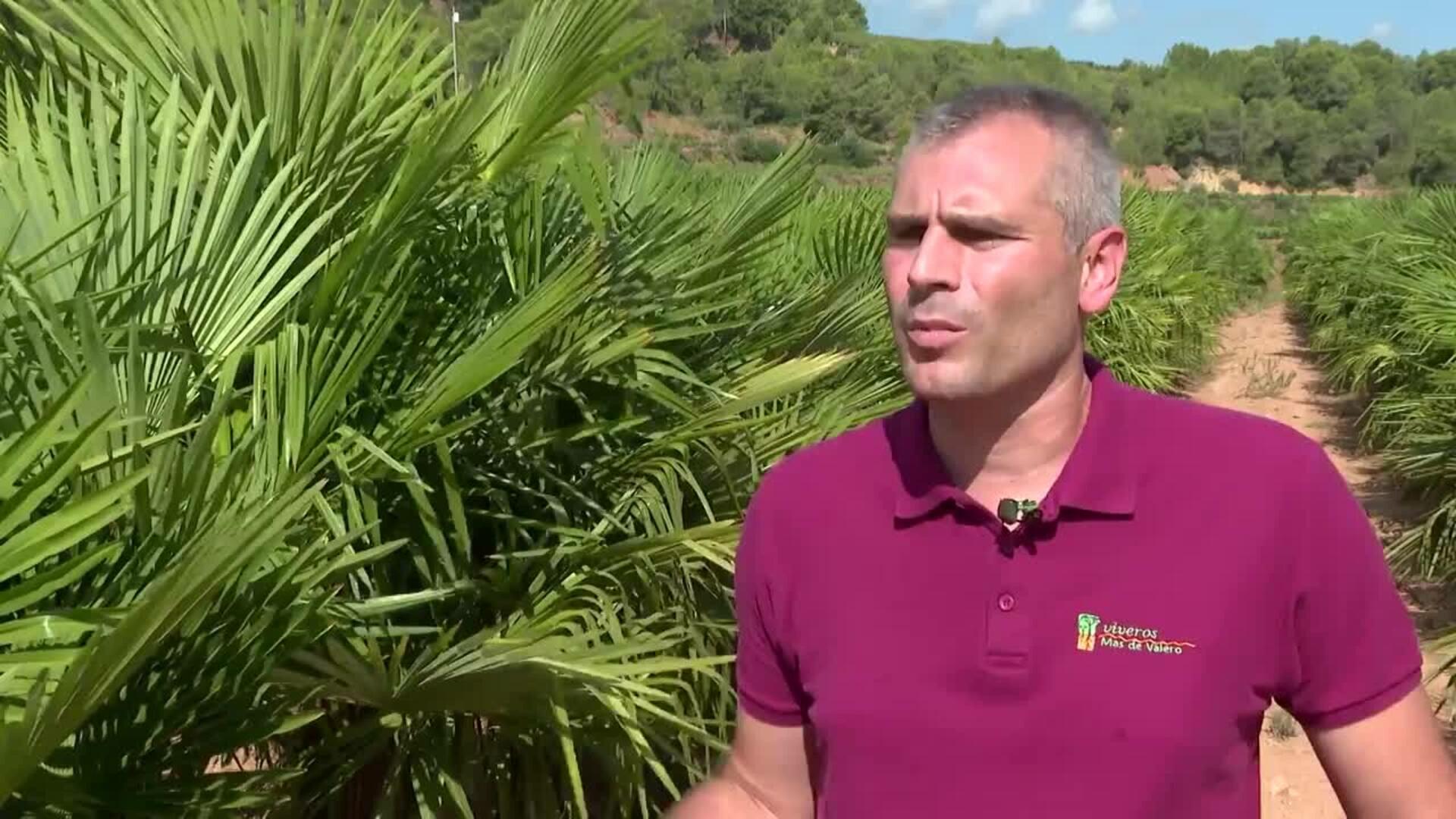 Viveros Más de Valero, Pyme del Año en Castellón