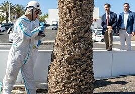 Controladas más de 20.000 palmeras en 2025