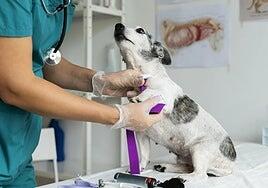 Las urgencias veterinarias 24 horas resultan «inviables» en Fuerteventura