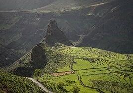 La lluvia desvela que el sur de Gran Canaria también es verde
