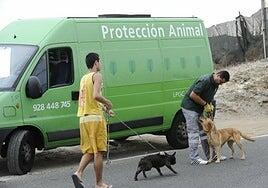 El Ayuntamiento llevará su albergue de animales al fondo del barranco entre Tenoya y La Cazuela