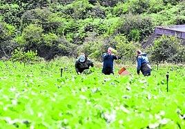El sector primario del archipiélago se la juega en el primer semestre de la UE