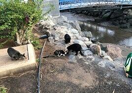 Colonia felina en una cárcel canaria: «Supone un hito en protección animal»