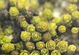 Los botánicos españoles bautizan 80 nuevas especies en todo el mundo