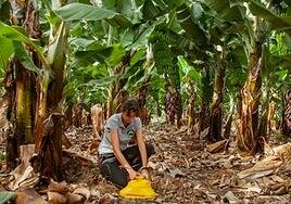 Los productores de Plátano de Canarias piden que España siga la línea de Francia e impulse medidas que igualen las condiciones de uso de fitosanitarios para las importaciones