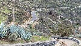 Trashumancia de invierno en la cumbre de Gran Canaria