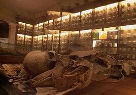 Un equipo de la ULPGC recrea el rito mortuorio de los aborígenes: «La momificación canaria era natural, no intencionada»