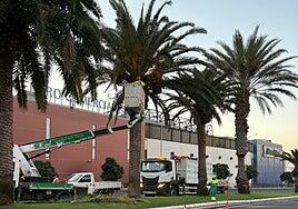 Puerto del Rosario cuida las zonas verdes del centro, El Charco y La Hondura