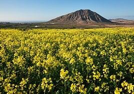 La montaña de Tindaya renace con el verde