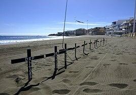 Sólo 674 de las 2.500 toneladas de lubinas muertas en la costa de Telde fueron tratadas