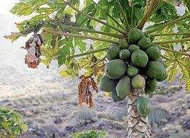 El plátano y la papaya, las frutas isleñas que más van a sufrir el acuerdo con Mercosur que se rubrica hoy