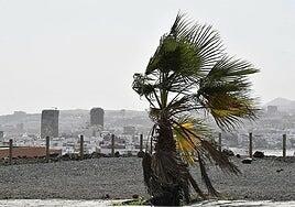 El Cabildo de Gran Canaria declara la alerta por viento a partir de los 1.300 metros de altura