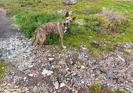 La playa para perros más cerca de Las Palmas de Gran Canaria, un vertedero en el que nadie se quiere bañar