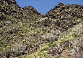 Guguy, kilómetro cero mundial de los sebadales, cardonales y tabaibales