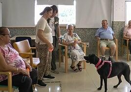 Mogán adjudica a Abianyera el servicio de transporte del centro de día y el ocupacional