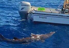 Documentan por primera vez un tiburón duende vivo en aguas de Canarias: de 2,5 metros y frente a la costa de San Cristóbal
