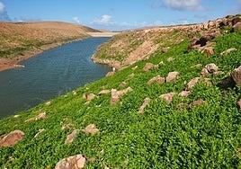 La presa de Los Molinos, la única de Fuerteventura con agua
