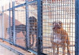 San Bartolomé de Tirajana habilita la cesión temporal de 10.000 metros cuadrados para el albergue comarcal de animales