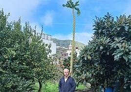Un colino de cuatro metros: no faltarán los potajes en Teror