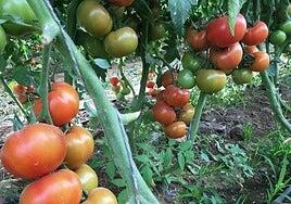 Se busca al culpable del tropiezo del tomate canario: Canarias apunta a Marruecos y Europa a las ayudas