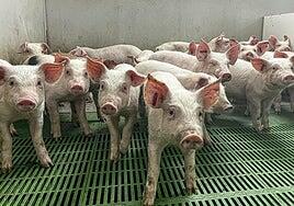 Confirmados 18 nuevos casos de peste porcina africana en Cataluña