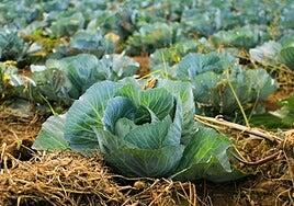 La col, el ingrediente estrella