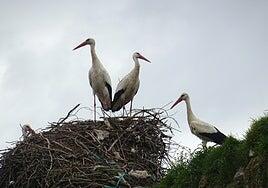 Un San Blas con menos cigüeñas