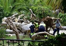 El hombre aplastado por un drago en Arucas en 2022 recibirá unos 40.000 euros de indemnización