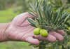 Ayudas a los olivareros de Gran Canaria para que no abandonen este cultivo